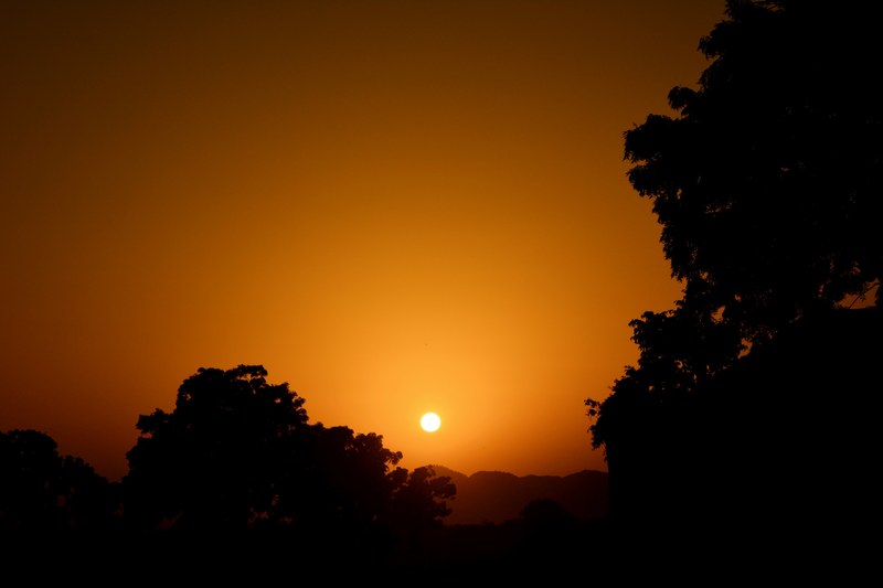 trees in silhouette against a dramatic hazy warm golden sunset, tree silhouette sunset_ 4k