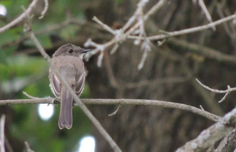 branch sparrow and bird 4k