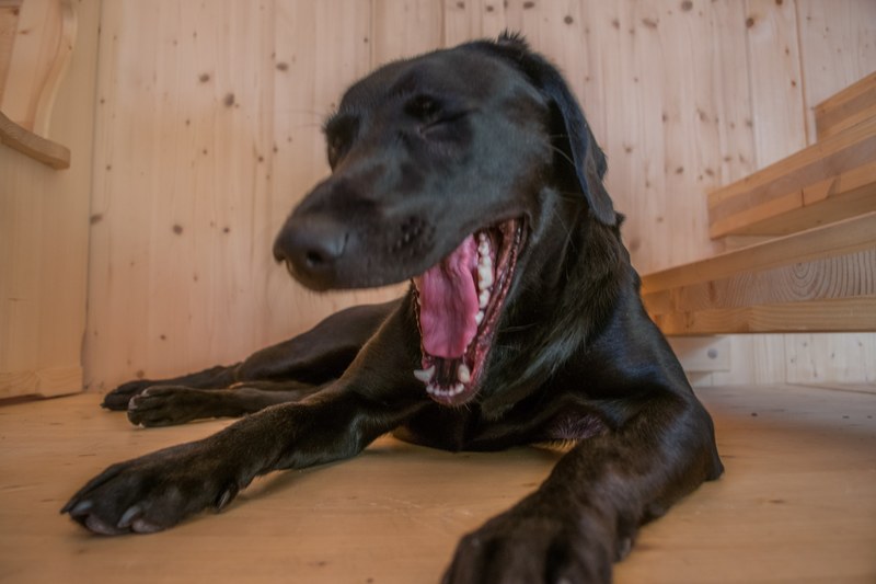 domestic animal canine hound and great dane 4k