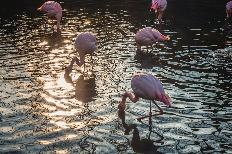 flock of flamingos feeds on fish in the water, flock of flamingos 4k