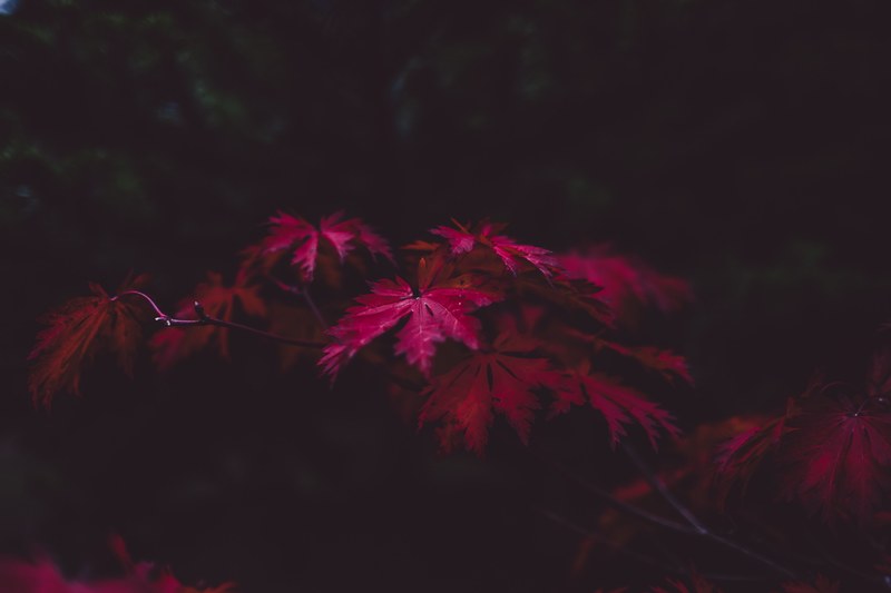 blood red maple leaves on a branch against a black background, blood red maple leaves 4k
