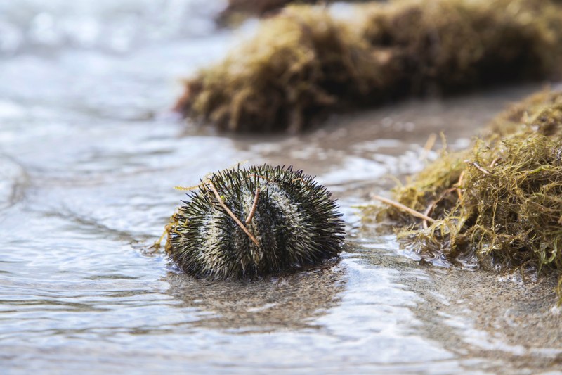 seaweed seagrass sting and close 4k