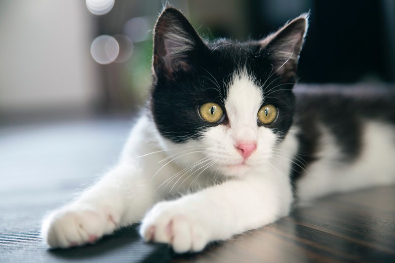 claw eye whisker and pet 4k