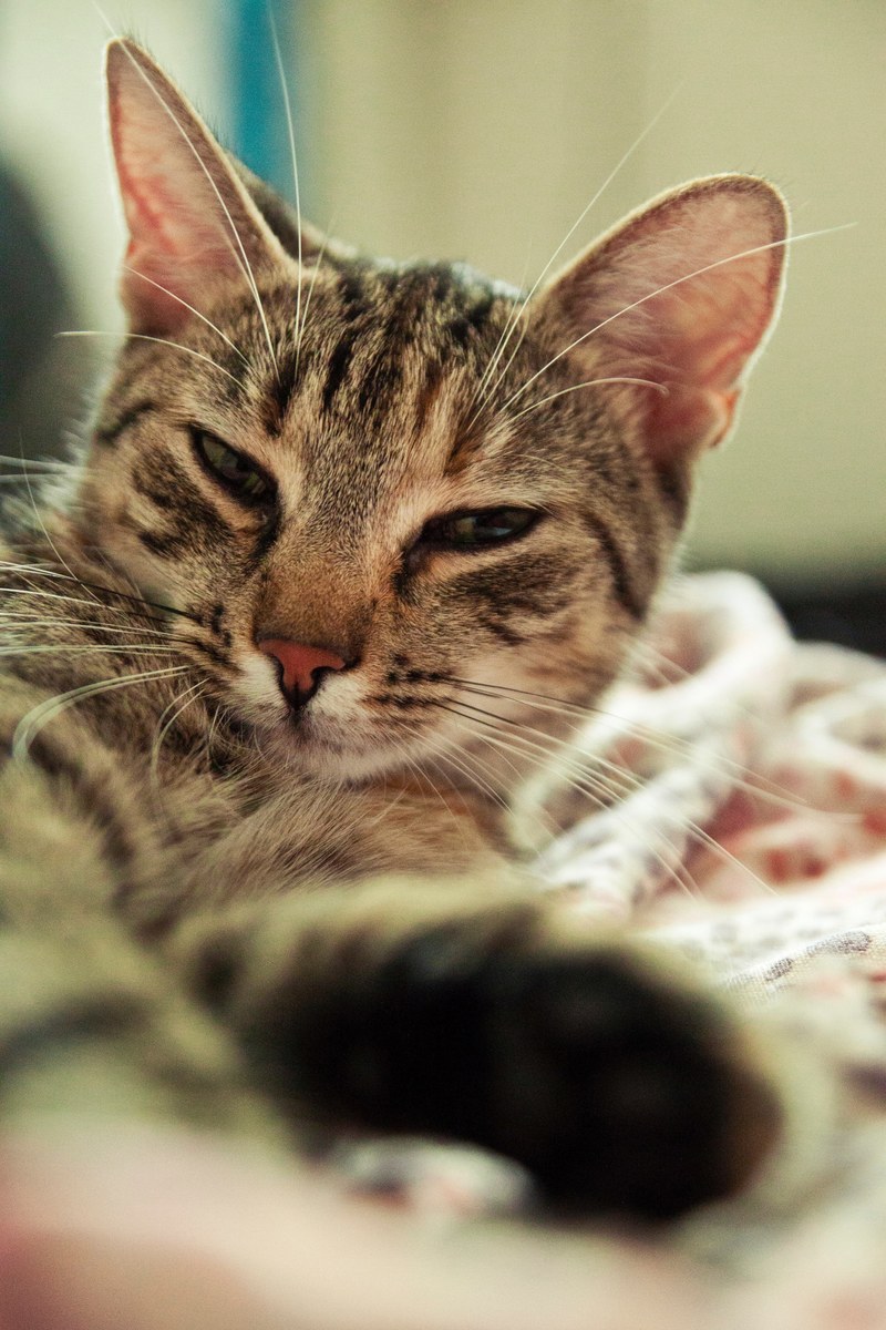 cat animal pet and kitten hd, 4k