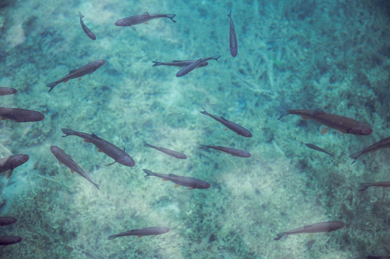 a school of fish swimming in clear azure water, fish in azure water 4k