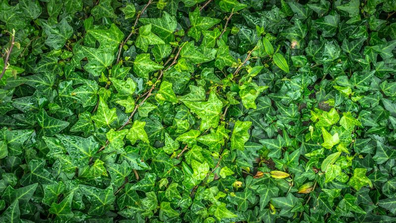 leaves, drops, green, 4k