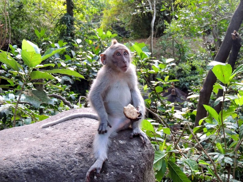 ubud animal nature and forest 4k