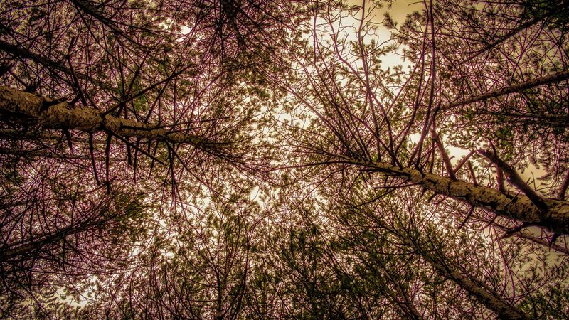 trees, view from below, branches, sky, 4k