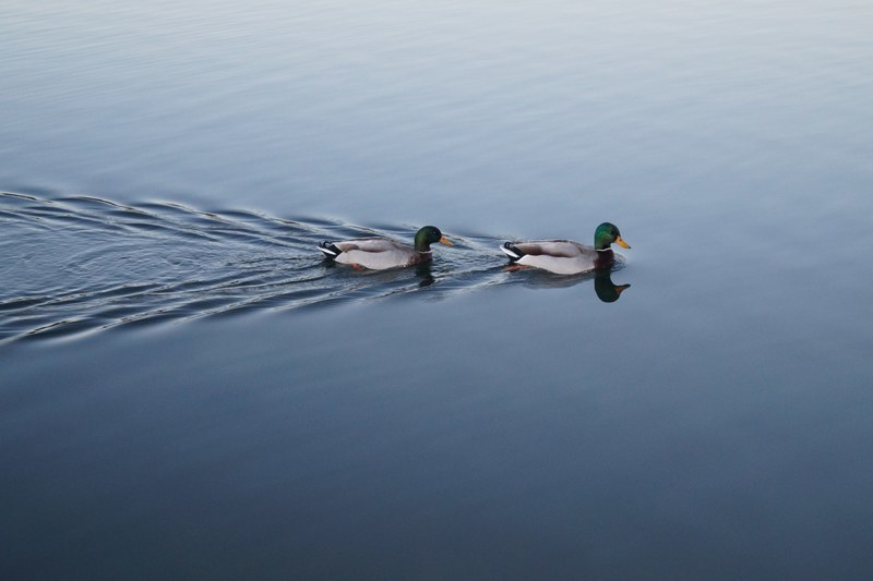 water duck lake and mallard 4k