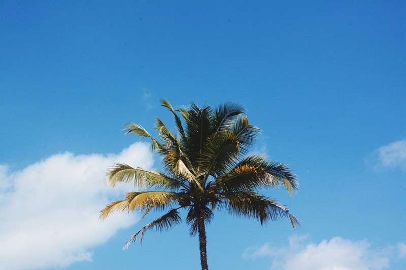 cloud tropic tree and palm 4k