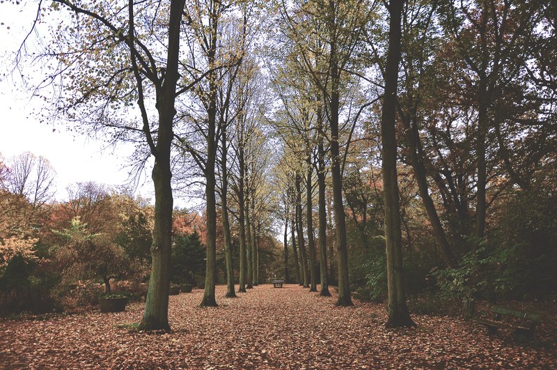 a leaf covered park pathway lined with nearly bare trees, autumn park lane 4k