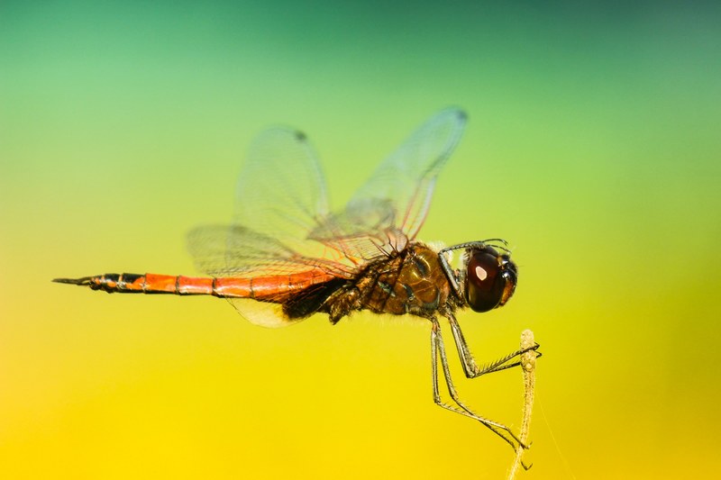 macro of an orange dragonfly with wings spread landing and holding onto a stem, dragonfly landing 4k