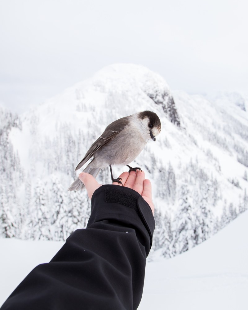 wallpaper animal wallpapers animal backgrounds and bird hd, 4k