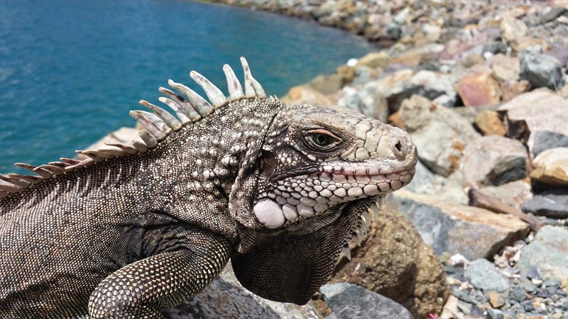 reptile iguana lizard and rock 4k