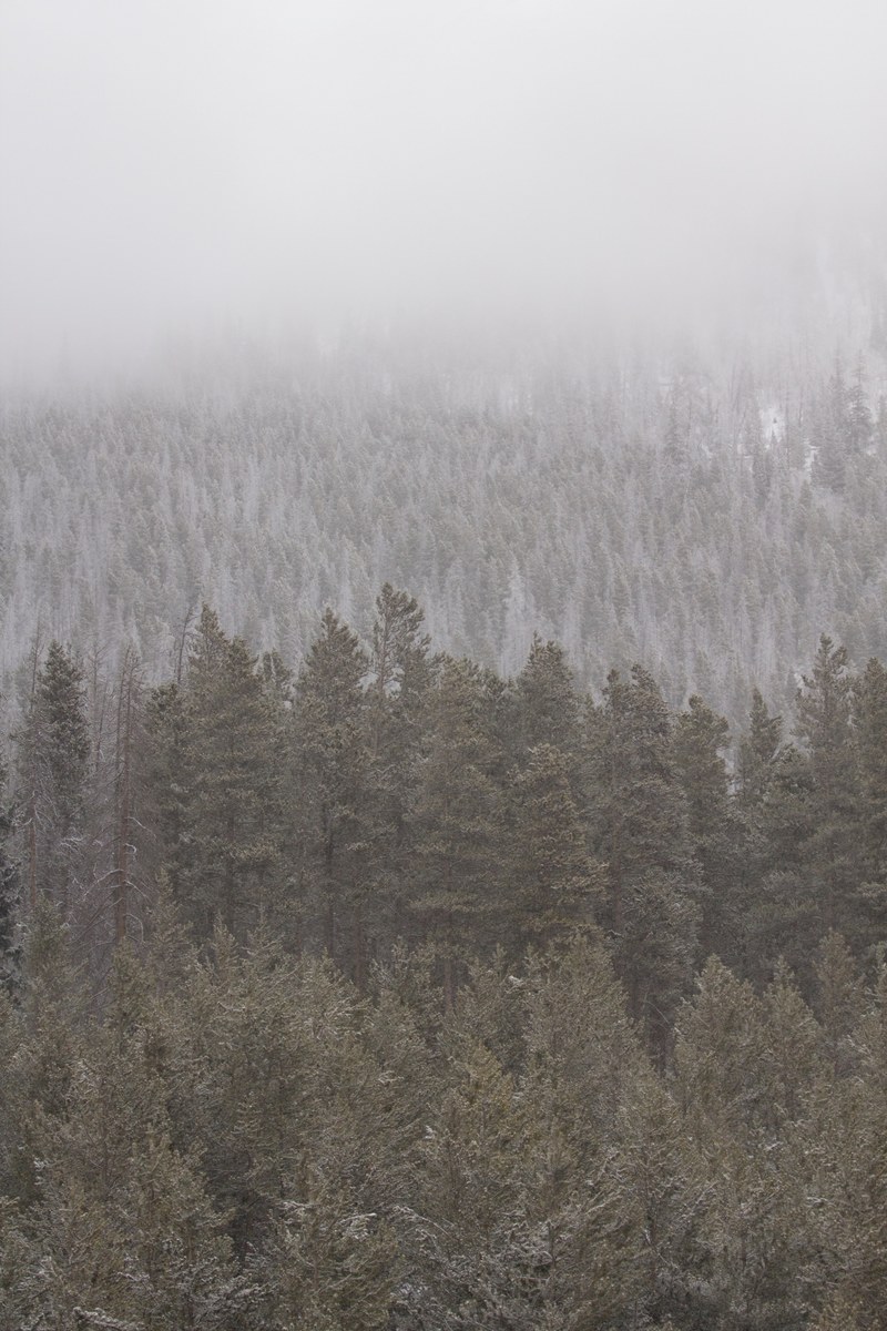 frost covered trees in fog in breckenridge, disappearing trees 4k