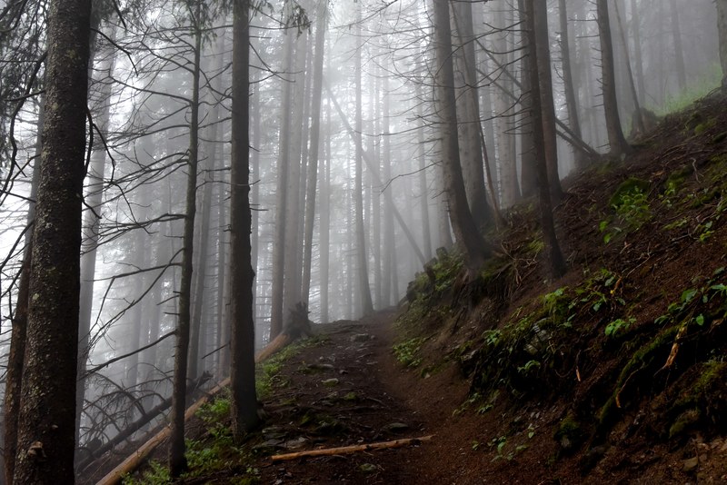 fog trail hiking and tree 4k