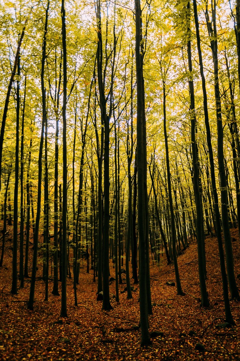 autumn mood 4k