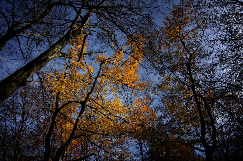 minimal fall color and leafe 4k