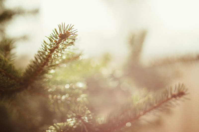 a macro shot of pine tree branches, _pine tree branch macro image 4k