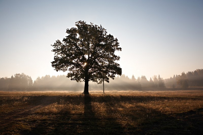 a single tree in the middle of a field during sunrise, sunrise behind a tree 4k