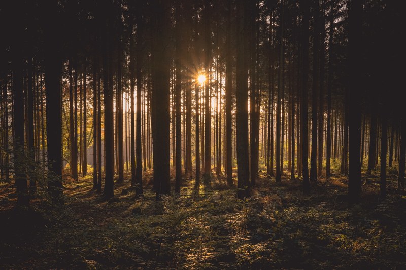 setting sun shining through the tall trees in a thick forest, evergreen forest before sunset 4k