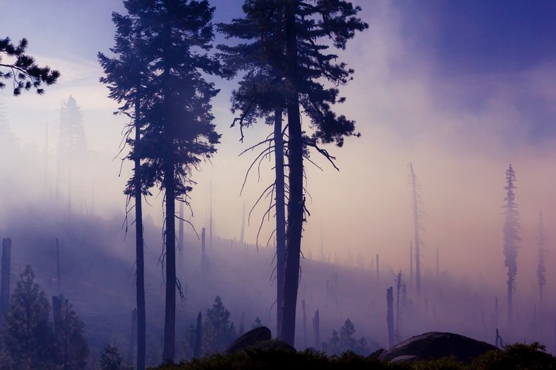 forest fire tree forest and smoke 4k