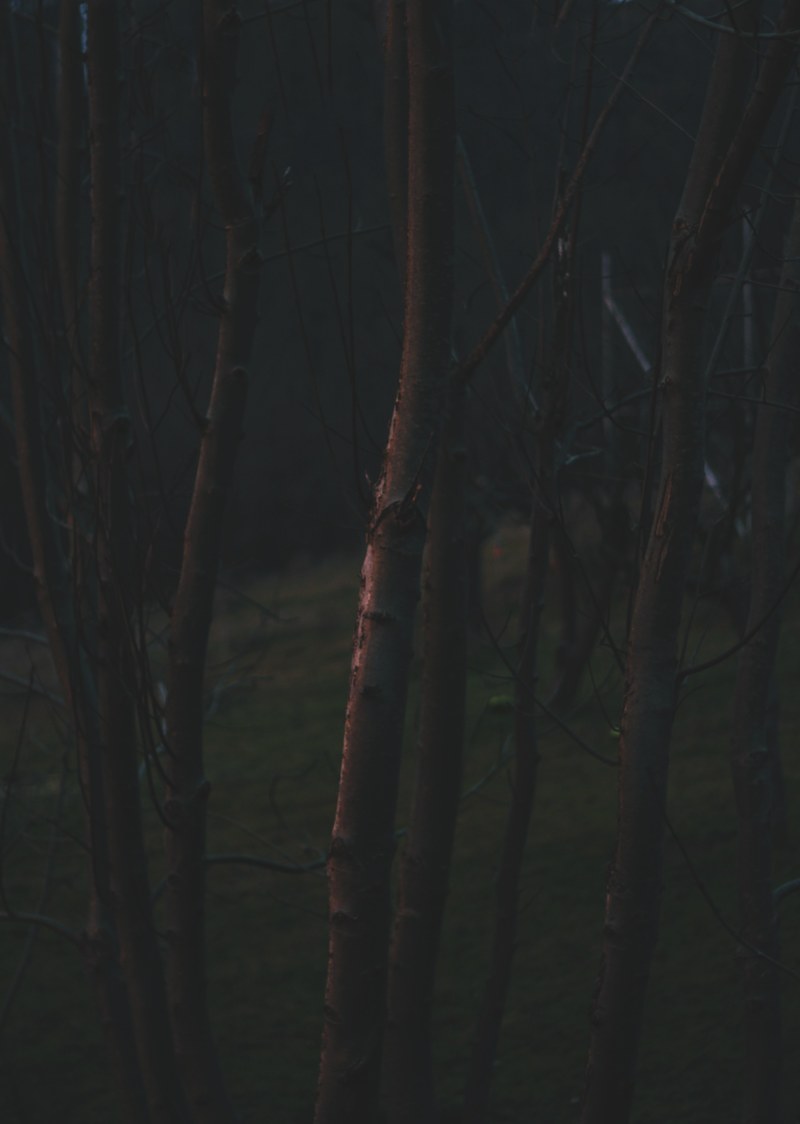 tree wildness moody and dark hd, 4k