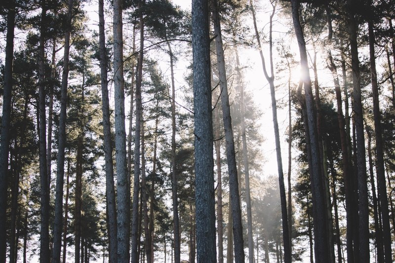 sunlight sun ray sun and forest 4k