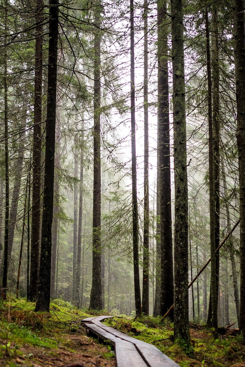 wildlife scandinavian trail and forest hd, 4k