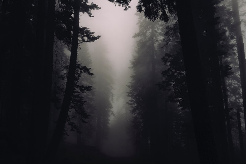 silhouettes of trees in a misty forest in sequoia national park, mist among tree silhouettes 4k