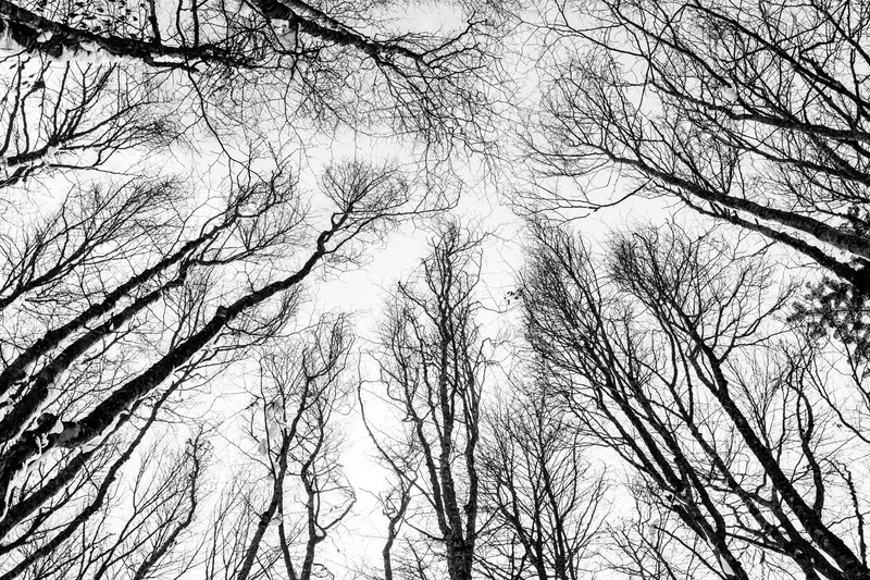 wandering nature winter and forest 4k