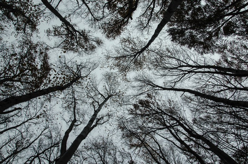 a low angle shot of silhouettes of trees forming a black and white canopy against the pale sky, black and why canopy 4k