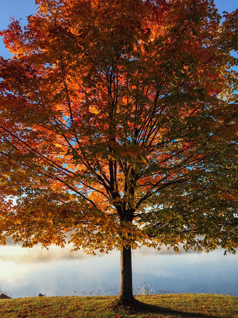 a huge maple tree with orange red and green leaves, fall maple tree 4k