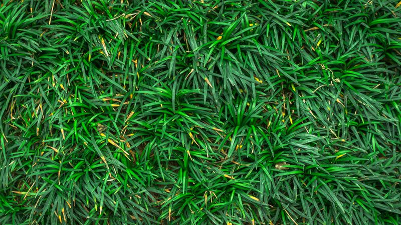 grass, closeup, green, 4k