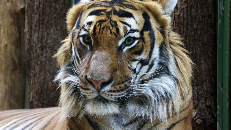 tiger, muzzle, predator, look, big cat, 4k