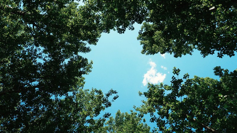 a low angle shot of a green leaf canopy against a blue sky, green leaves under blue sky 4k