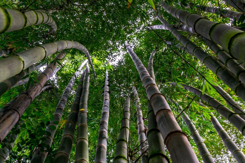 maui green and bamboo 4k