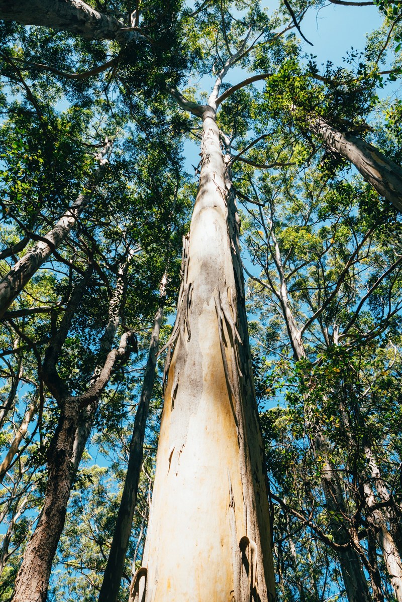 nature margaret river australium and western australium hd, 4k