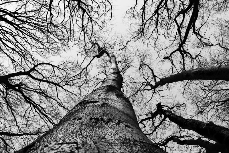 wood bampw branch and sky 4k
