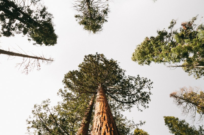 wood explore united state and america 4k