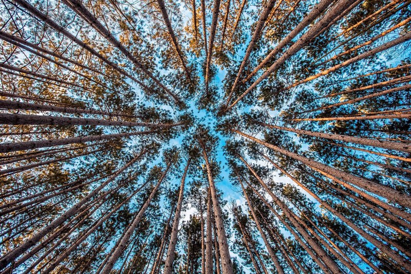 a low angle shot of a tree canopy against a blue sky, treetop canopy 4k