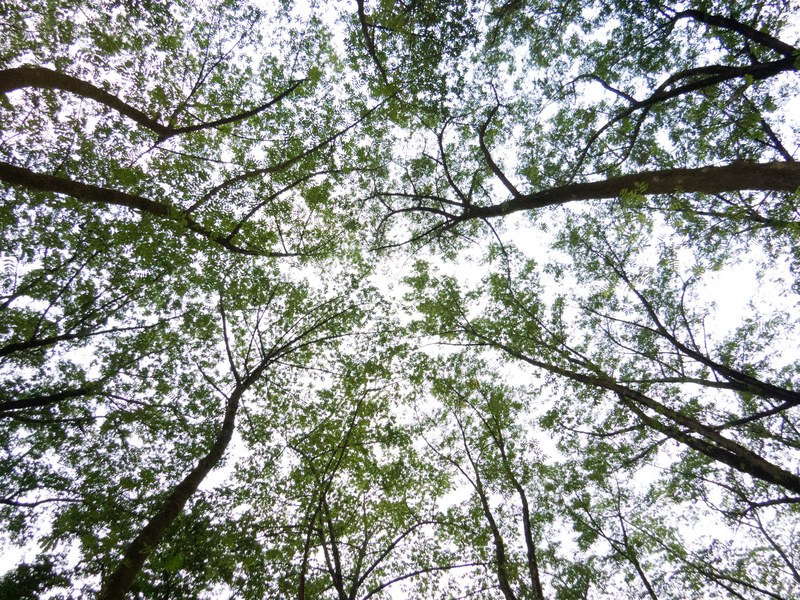 contrast sky abstract and forest 4k
