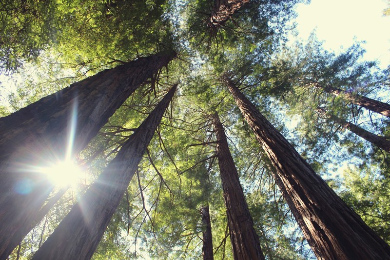 tree forest wood and sunlight 4k