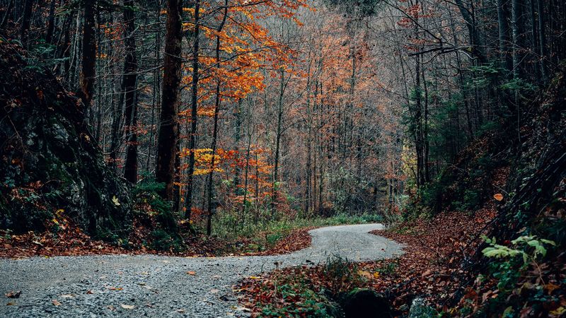 road, turn, trees, autumn, 4k