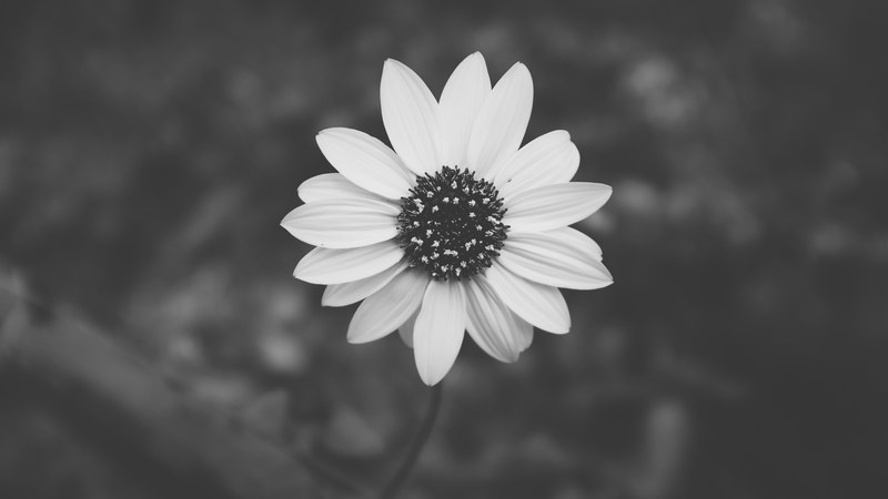 a black and white overhead shot of a bright flower, top view of a white flower in black and white 4k