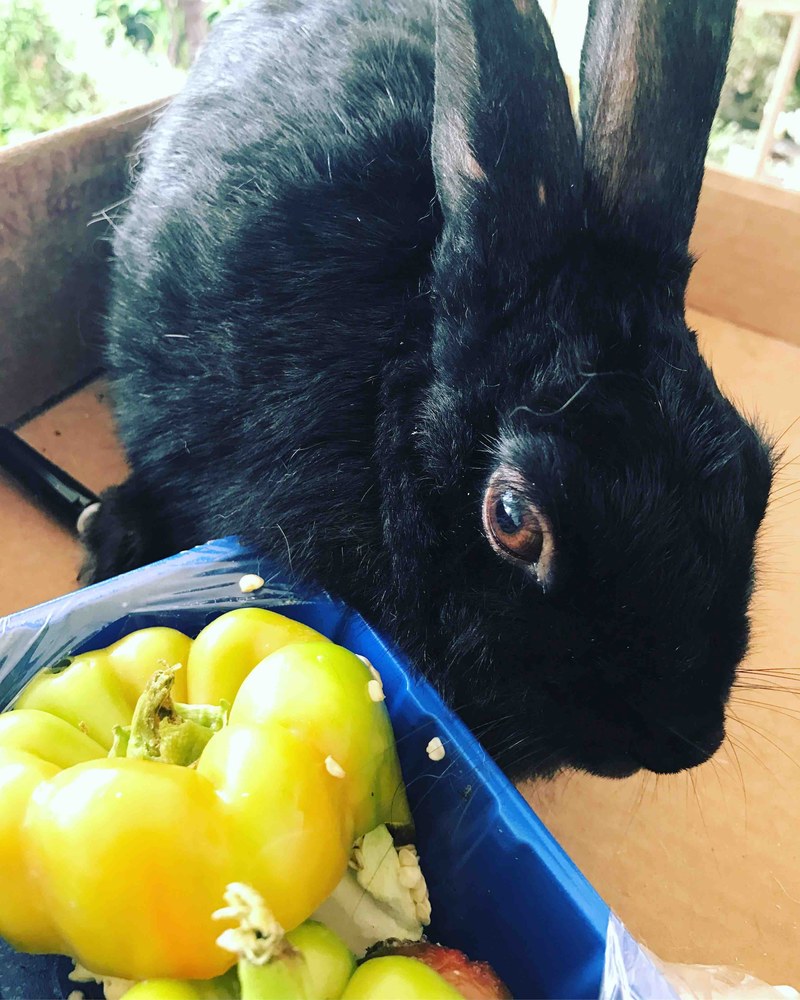 rabbit yellow pepper and food hd, 4k