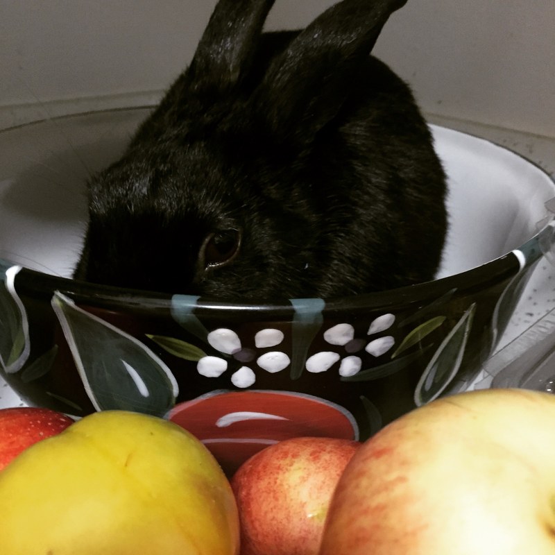apple bowl bunny and rabbit 4k