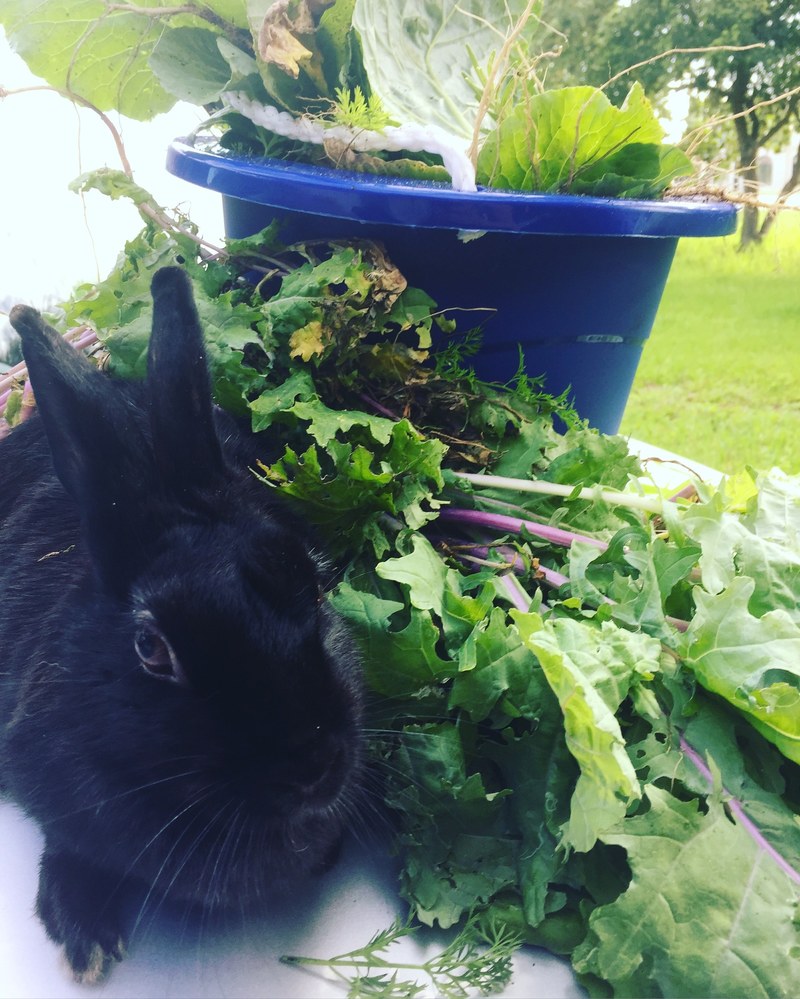 organic garden fresh and lettuce hd, 4k