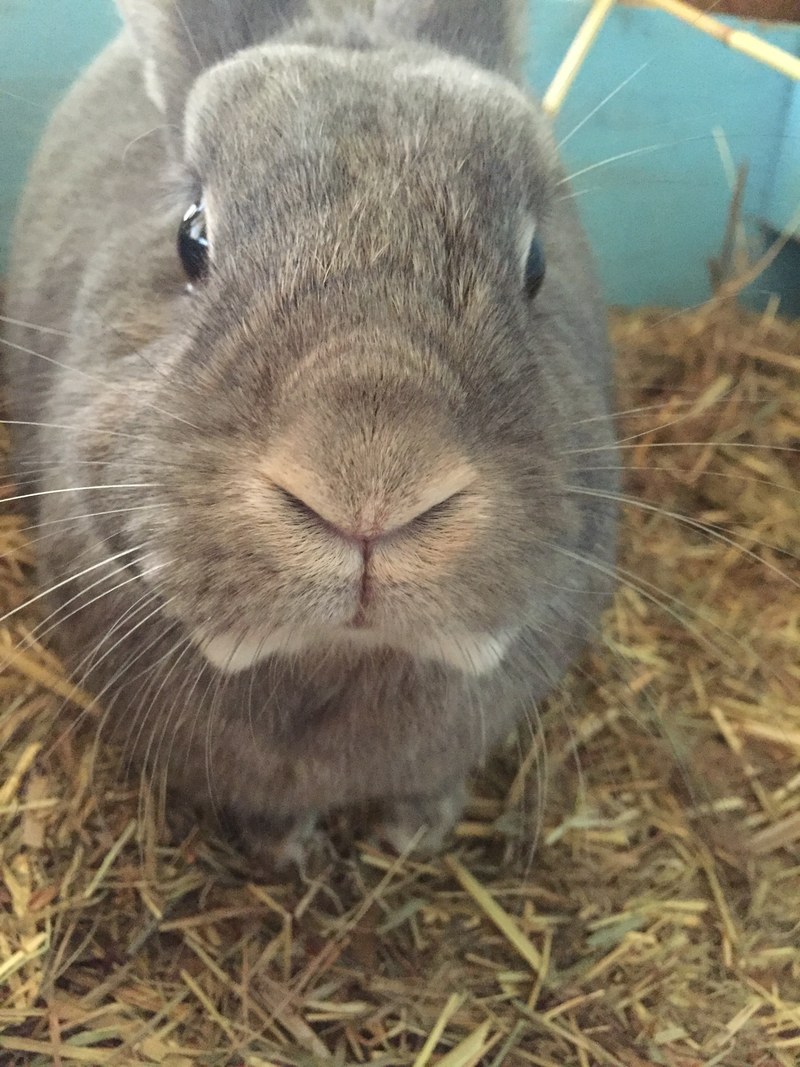 curiou hello nose and rabbit hd, 4k