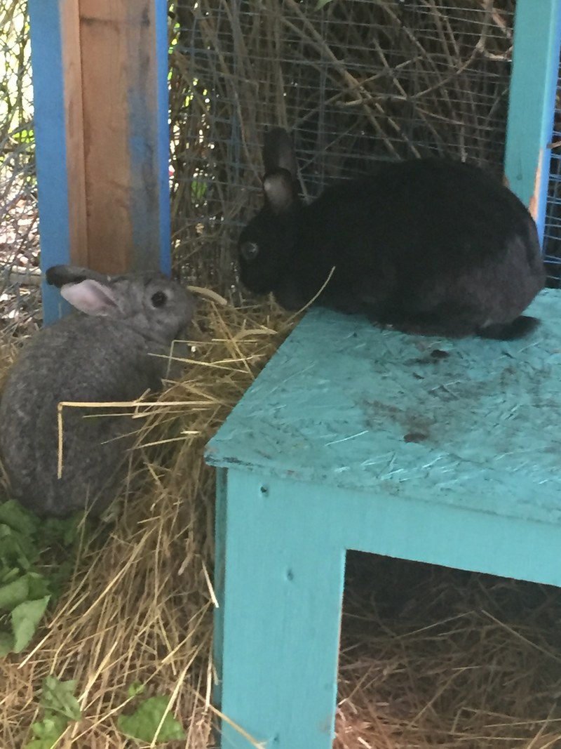 grey black love and bunny hd, 4k